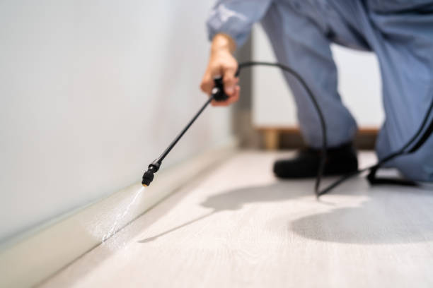 Licensed Wasp Removal service in Goulding, FL - Show Me Pest Control